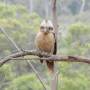 Australie - Kookaburra (ou l