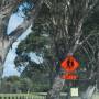 Australie - Attention, passages de vieux !