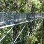 Australie - Tree top walk in the Valley of the Giants