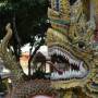 Newsletter 9 (Tigres et dragons)