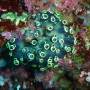 Philippines - Corail