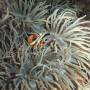 Philippines - Nemo dans son anemone