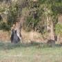 Australie - Kangourous sauvages