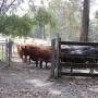 Australie - Les vaches
