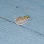 Australie - Une petite grenouille sur le pas de la port