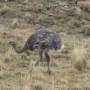 En el Parque Torres del Paine