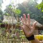 Laos - Gibbon Experience
