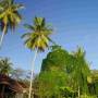 Malaisie - La jungle dévore les palmiers...
