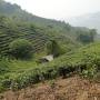Chine - Montagne de plantation de the