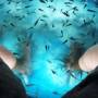 Thaïlande - Des centaines de petits poissons viennent nous manger nos peaux mortes. Sensations surprenantes!