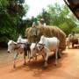 Thaïlande - Campagne cambodgienne
