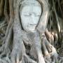 Thaïlande - Une tête de Bouddha encerclée par les racines d
