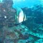 Thaïlande - Bat Fish