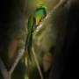 Guatemala - El Quetzal!!!! 