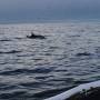 Indonésie - Notre premier dauphin en milieu naturel