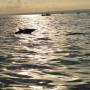 Indonésie - dauphins et soleil levant