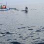 Indonésie - dauphin qui joue avec les bateaux