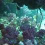 Thaïlande - Corail mou