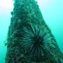 Thaïlande - Oursin sur dolmen sous-marin