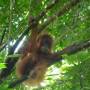 Indonésie - 