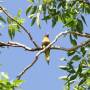 Australie - Perroquet dans le ciel de Batchelor