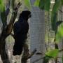 Australie - Perroquet noir vu au Desert Park