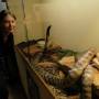 Australie - Python à tête noire au Reptile Center