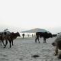 Inde - Vaches sur la plage