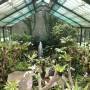 Indonésie - Jardin botanique de Bogor