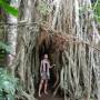 Vanuatu - Banian tree