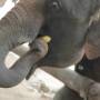 Thaïlande - elephant conservation center- Chiang Mai