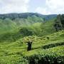 Malaisie - Pauline dans les plantations de Thé