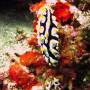 Indonésie - Nudibranche