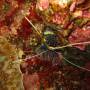 Indonésie - une langouste