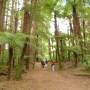 Nouvelle-Zélande - Forest near Rotorua