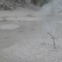 Nouvelle-Zélande - Wai-O-Tapu Park