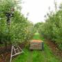 Nouvelle-Zélande - Picking apples