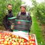 Nouvelle-Zélande - Picking apples