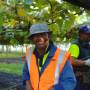 Nouvelle-Zélande - Picking kiwis