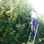 Nouvelle-Zélande - Picking apples
