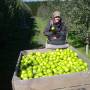 Nouvelle-Zélande - Picking apples
