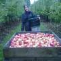 Nouvelle-Zélande - Picking apples