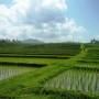 Indonésie - Des rizi&egrave;res, sur la cote ouest balinaise