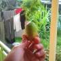 Guyane Française - Un concombre piquant