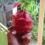 Guyane Française - Un pitaya ou fruit du dragon