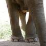 Thaïlande - Grosses pattes!