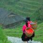 Chine - Rice Terraces Ping