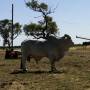 Australie - Drole de taureau