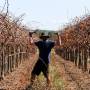 Australie - Dans les vignes, mon Titi au travaille