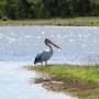 Australie - A cote des vignes, petit lac et gros oiseau
